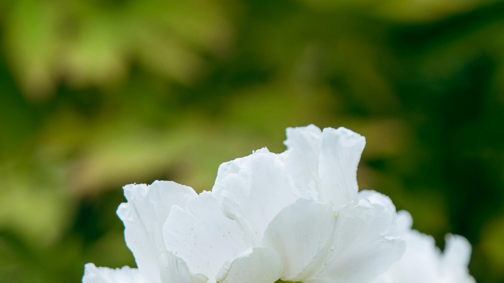흰 꽃을 배경으로 한 추모 이미지